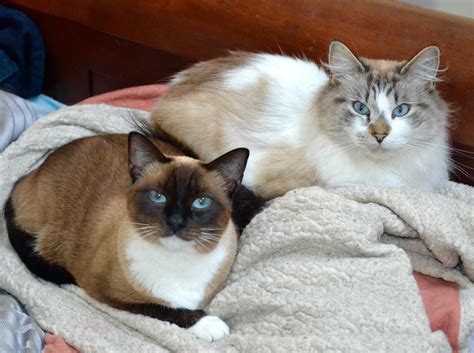 My Siamese Snowshoe and my fluffy Lynx Point cross. They are the sweetest cats. : r/Siamesecats