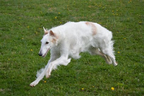 Running borzoi stock image. Image of wolfhound, breed - 8555335