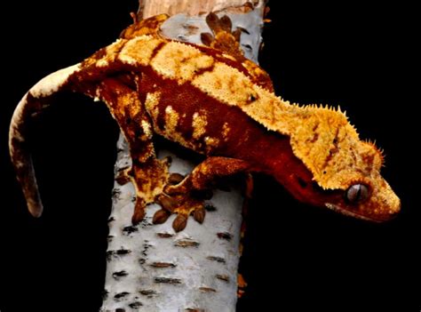 Crested Gecko Morphs | Amazing Wallpapers