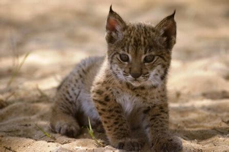 Animales en Peligro de Extinción: El Lince Ibérico