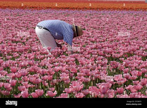 Lisse -Netherland (Holland) 21 April 2011 / Netherlands trade mark ...