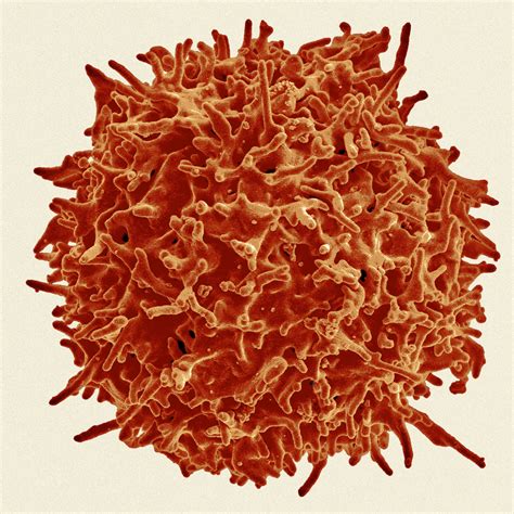 The Coronavirus Is New, but Your Immune System Might Still Recognize It ...