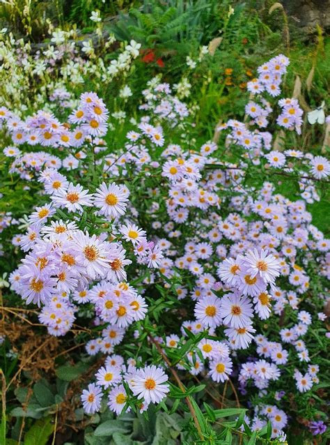 Boltonia/Aster hybrid - lilac - 9cm pot