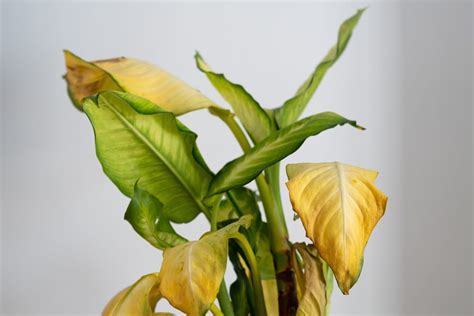 Dieffenbachia Yellow Leaves: Common Causes - GFL Outdoors