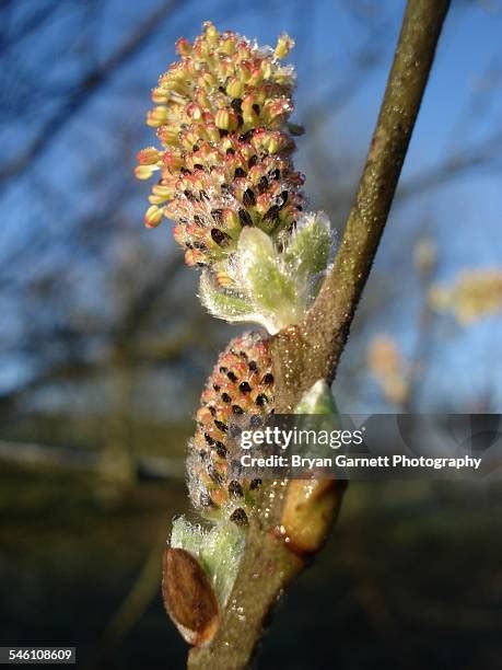 233 Goat Willow Tree Stock Photos, High-Res Pictures, and Images ...