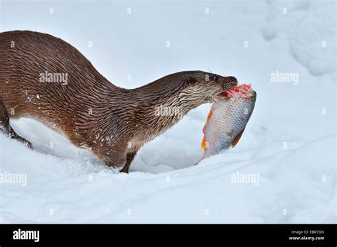 European river otter, European Otter, Eurasian Otter (Lutra lutra), with Fish in the Winter ...