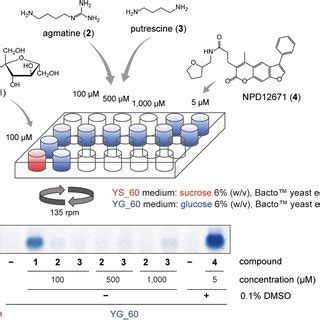 Effects of small molecule chemicals on trichothecene biosynthesis ...