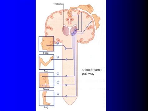 Part 3 Sensory Function of the Nervous System