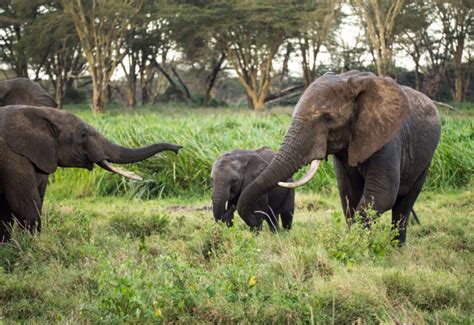 The Wildlife of Ethiopia