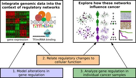 Modelling And Analysis Of Gene Regulatory Networks - Vários Modelos