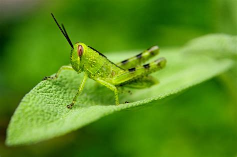 green grasshopper free image | Peakpx