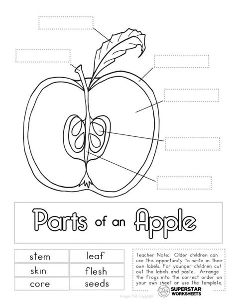 Parts Of An Apple Worksheet