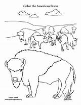 Bison Herd Coloring Page sketch template