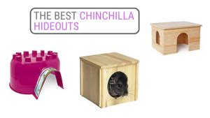 Best Chinchilla Hideouts | Chinchilla Corner