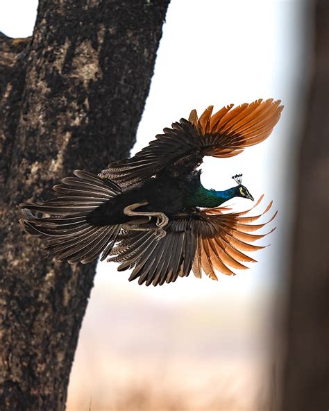 Kanha Tiger Reserve - Sudhir Shivaram Photography