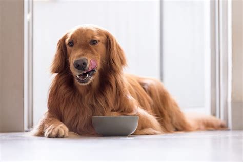 Best Dog Food For Golden Retrievers UK - Weight Loss | Picky Eaters