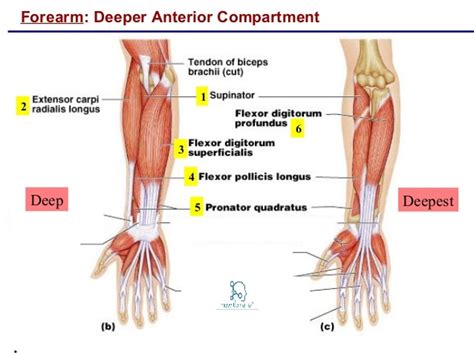 Flexor Pollicis Longus: Origin, Insertion, Nerve Supply & Action » How To Relief