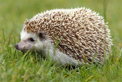 Hedgehog Spines Hold the Secret to Preventing Concussions