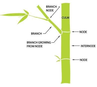 Bamboo Shoots How To Grow - Taka Vegetable