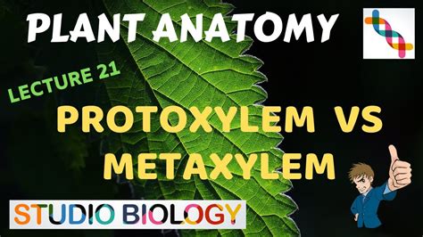 Plant Anatomy 21 - Protoxylem vs Metaxylem - YouTube