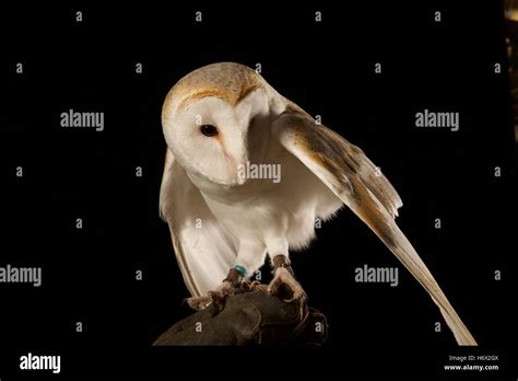 Barn owl wingspan hi-res stock photography and images - Alamy