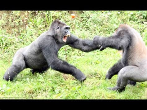 Gorilla Angry Fighting