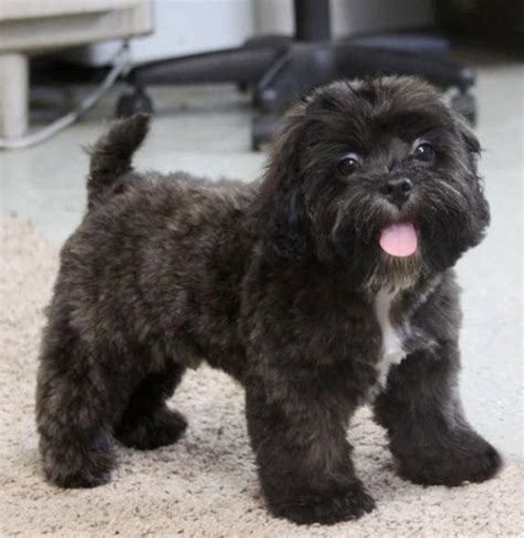 Shihpoo Breed Facts, Information, and Characteristics | PuppySpot