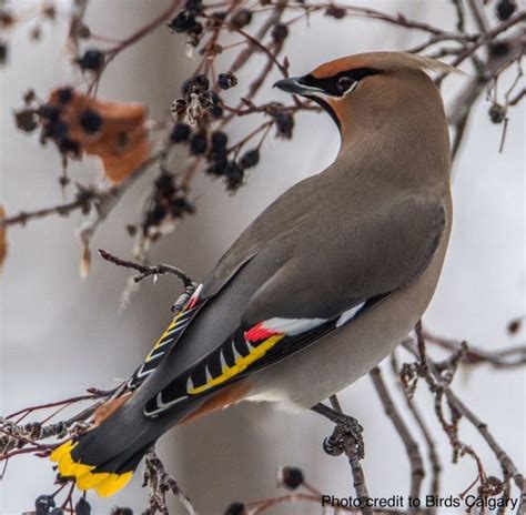 Bohemian Waxwing vs Cedar Waxwing: Key Differences and Identification