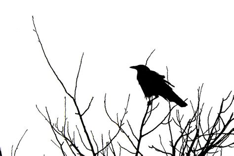 Raven Silhouette Photograph by Michael Morse - Fine Art America