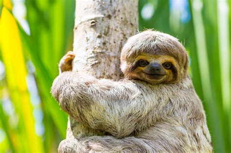 Fun Facts About Sloths Interesting Facts Video Sloth Of The Day | Hot Sex Picture