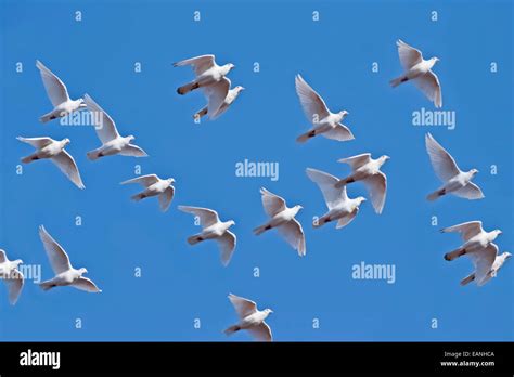 White Pigeons Flying on blue sky Stock Photo: 75462698 - Alamy