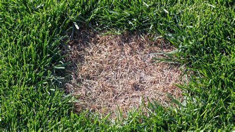 How To Treat Compacted Soil In Lawn