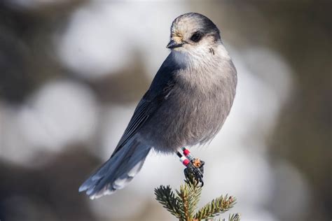 Be a birder with a purpose: Birds ’n’ Bogs and gray jay projects need ...