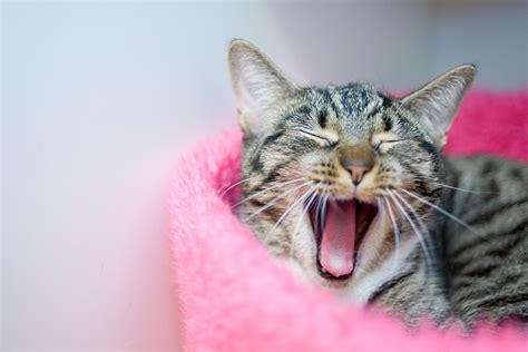 World Sleep Day Calls for Cute Sleeping Animals! | ASPCA