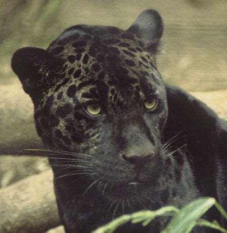 QUIZ: Can You Guess These Amazing Hybrid Animals? | Black jaguar, Black panther cat, Wild cats