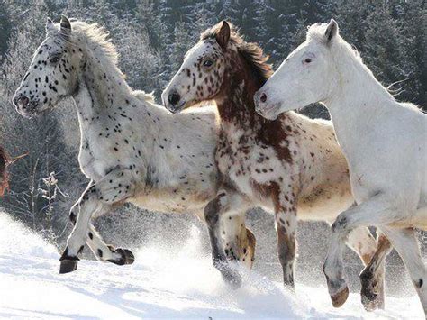 wild horses in the snow | Photography | Pinterest