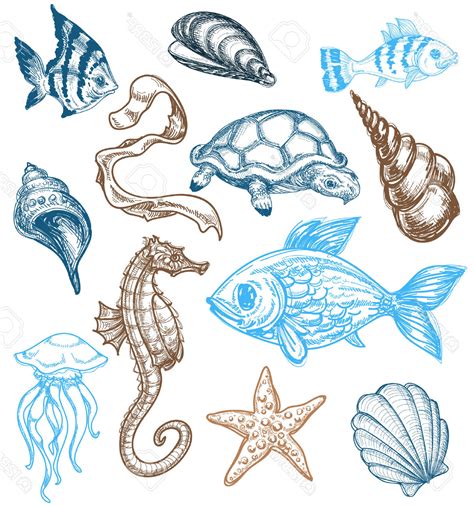 Marine Life Drawing at GetDrawings | Free download