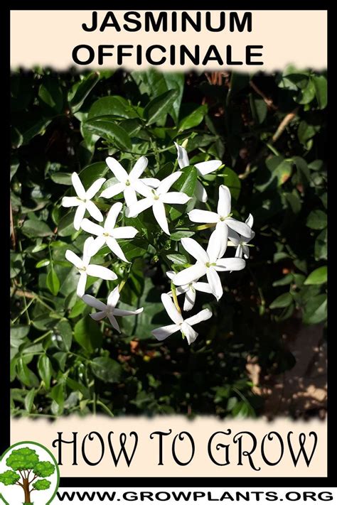 How to grow Jasminum officinale - All gardening information grow and care, amount of water, sun ...