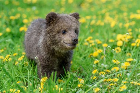 Grizzly Bear Cubs Playing