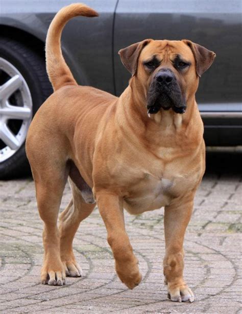 English Mastiff vs Boerboel - Breed Comparison | MyDogBreeds