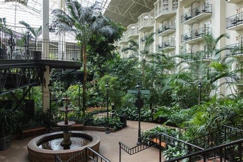 The Conservatory Bar - Picture of Gaylord Opryland Resort & Convention ...