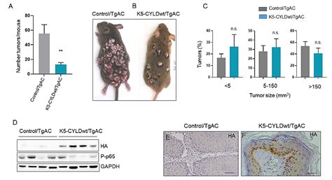 IJMS | Free Full-Text | CYLD Inhibits the Development of Skin Squamous Cell Tumors in ...