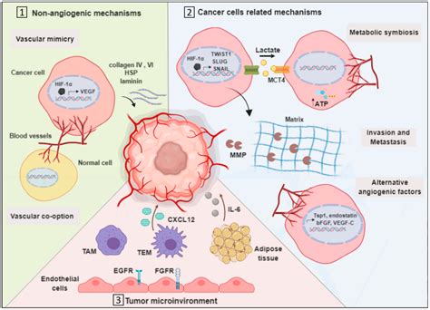 IJMS | Free Full-Text | Potential Therapeutic Strategies for Lung and ...