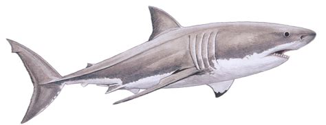 White shark - Carcharodon carcharias — Shark Research Institute