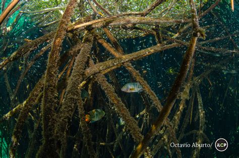 The Mangroves of Mexico – By Numbers. – National Geographic Blog