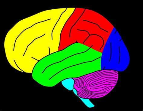 Transcortical sensory aphasia - Alchetron, the free social encyclopedia