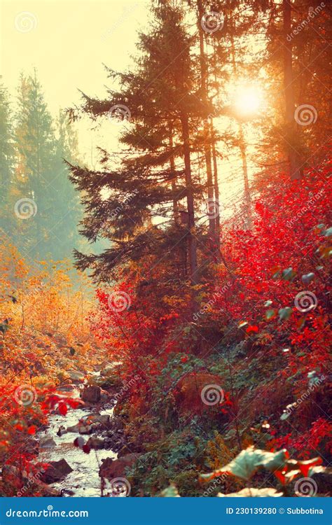 Autumn Landscape Background. Beautiful Vertical Picture of a Colorful ...