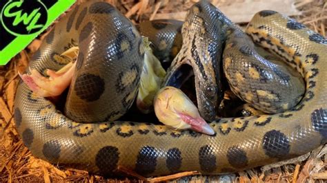 FEEDING BABY GREEN ANACONDAS!!! - YouTube