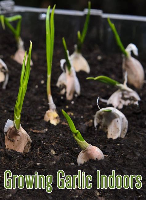 Growing Garlic Indoors