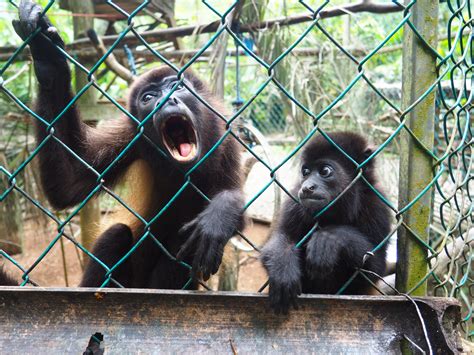 PHOTOS: a visual diary of Cahuita in Costa Rica - Tiny Travelogue